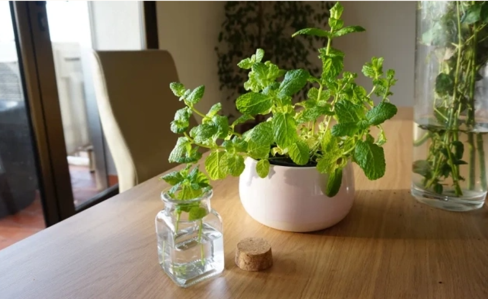 5 loại cây giúp giảm muỗi trong nhà