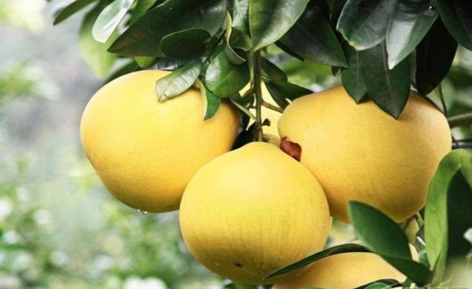 5 loại cây trồng trước cửa để giữ bình an, rước tài lộc về nhà