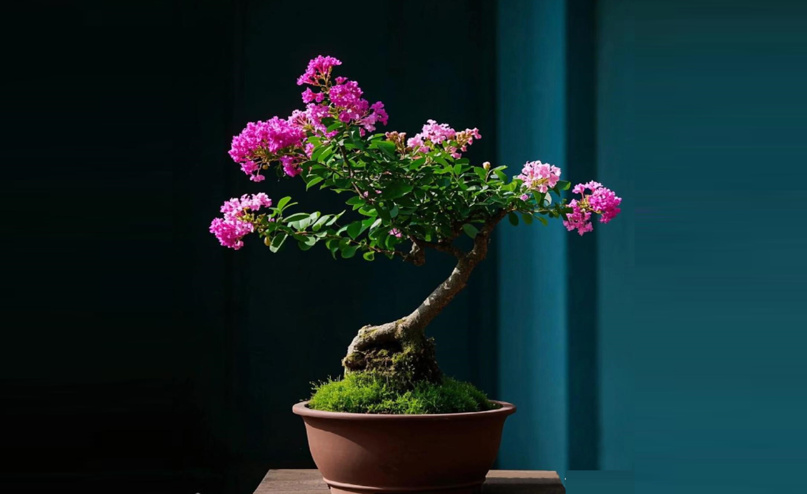 Bí mật phong thuỷ phía sau sắc tím bằng lăng trong biệt thự triệu đô