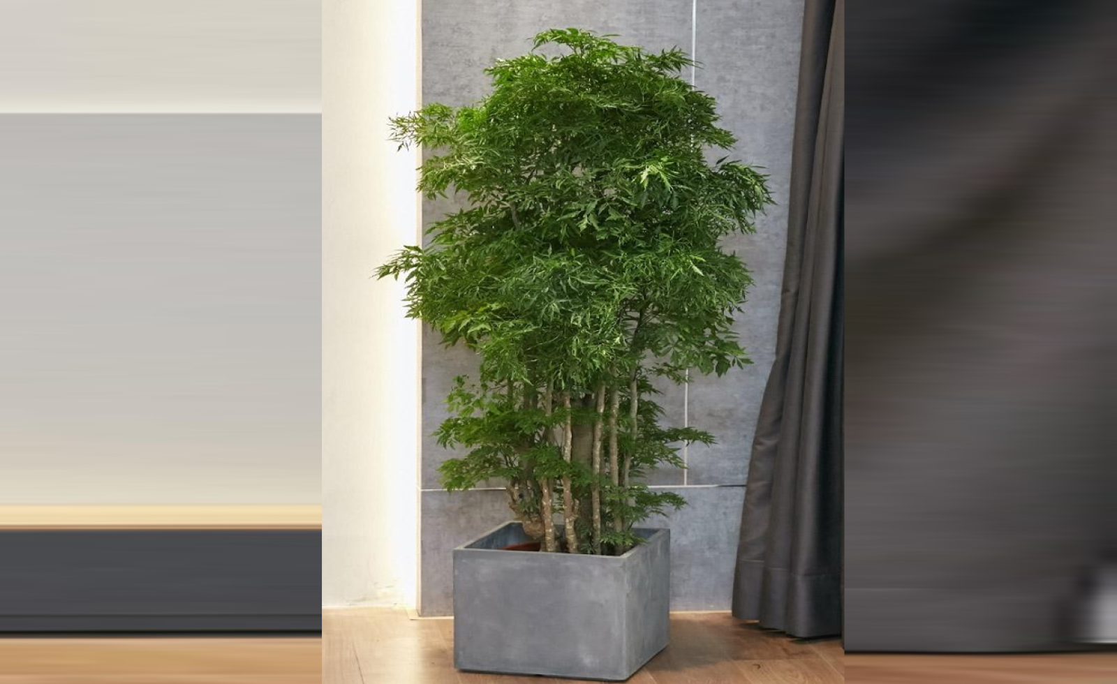 Cách giữ lộc bền lâu cho không gian sống