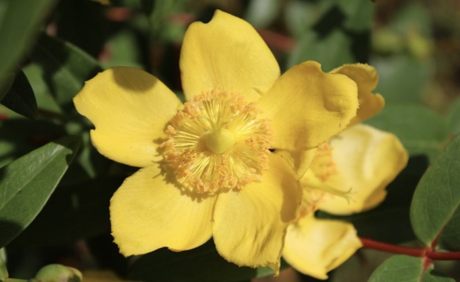 Loài cây mang sắc vàng phú quý, nhiều gia đình trồng trước nhà hút tài lộc