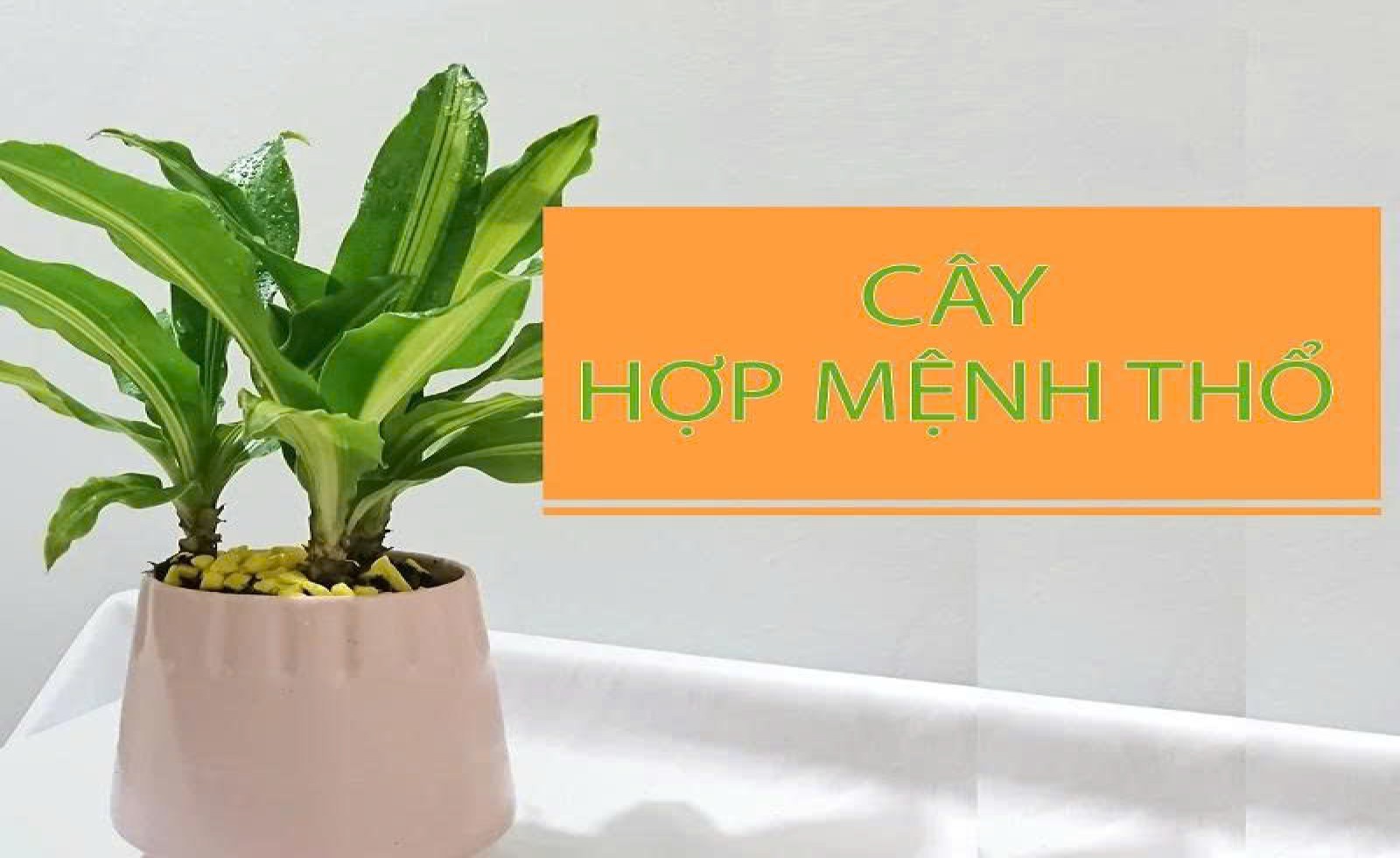 Mệnh Thổ Hợp Cây Gì? 12 Loại Cây Hợp Mệnh Thổ Hút Tài Lộc