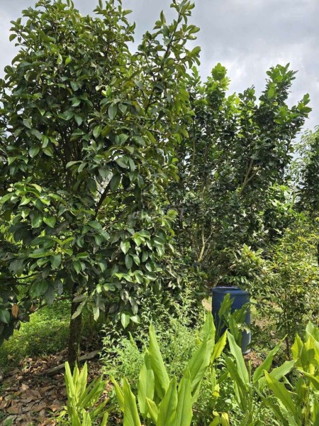 Bán 9932m2 Đất Giáp Suối Lớn - Có Sẵn Thổ Cư - Mặt Tiền Nhựa Lớn