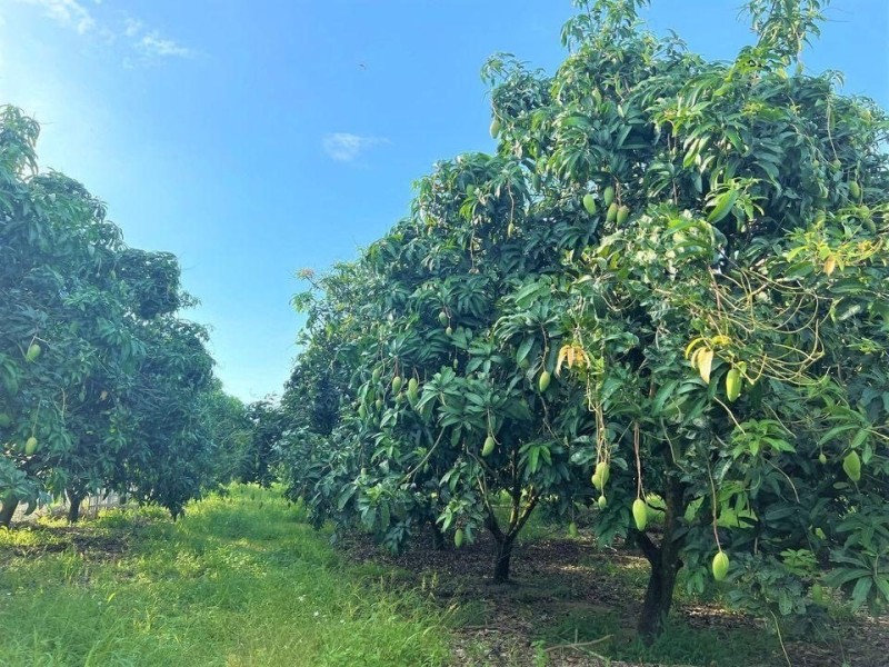 BÁN GẤP 3.600M2 THỔ CƯ 200M2 LÊN ĐƯỢC GIÁ 160 TRIỆU, ĐẤT MT GẦN CHỢ, SỔ HỒNG RIÊNG ☎️ 0969.950.161 (Gặp Chủ)