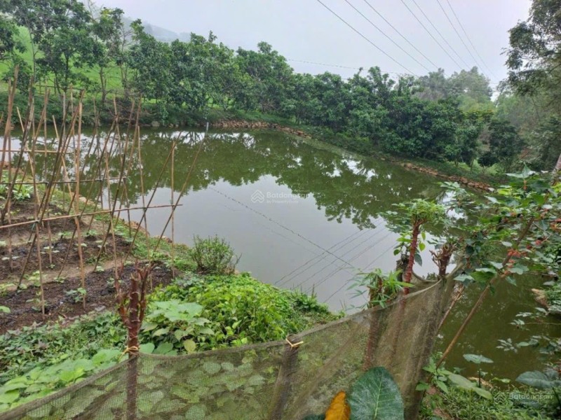 Bán gấp nhà vườn ao cá 2.553m2 Đại Phú, Sơn Dương, Tuyên Quang - Chỉ 2tyxxx