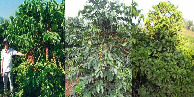 Bán vườn xoài 3,45ha giá rẻ 1,9 tỷ, xe tải tới đất, gần biển Nha Trang
