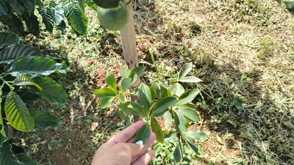 Chính chủ gửi bán 2ha cà phê thực tế,  Sổ được 1,8ha .