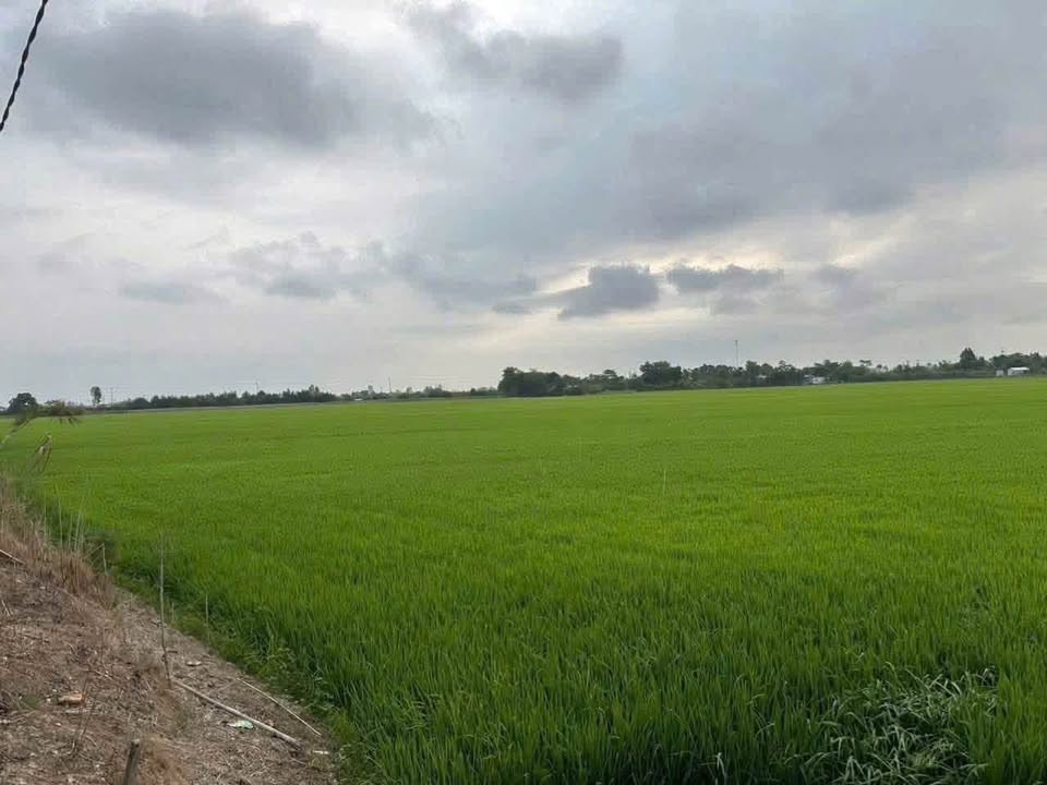 🌾 BÁN  18.000m² ĐẤT LÚA – PHƯỜNG MỸ THỚI, LONG XUYÊN - Ảnh 1