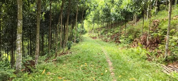 ✅Phú Thọ  Tân Phú, huyện Tân Sơn 40 ha full quế 5 năm - Ảnh 1
