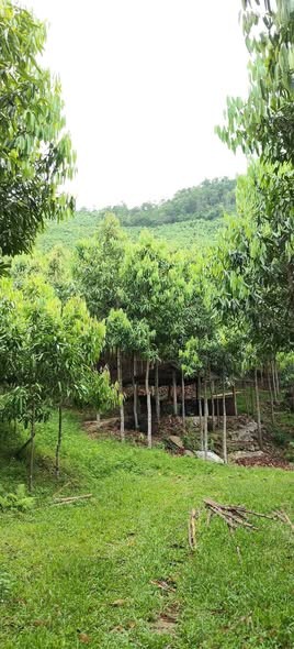 ✅Phú Thọ  Tân Phú, huyện Tân Sơn 40 ha full quế 5 năm - Ảnh 3