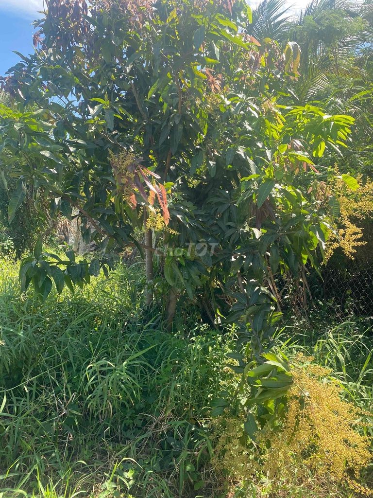 đất phước thiện siêu đẹp siêu rẻ - Ảnh 5