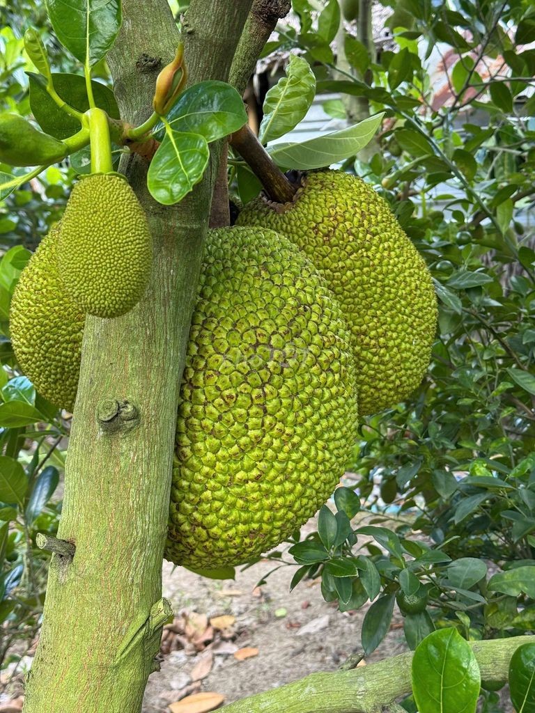 Chính chủ cần bán 1 công đất mít xe hơi tới nơi rẻ nhất khu - Ảnh 3