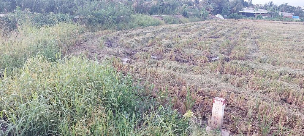 Bán 5 công đất.công tầm lớn - Ảnh 1