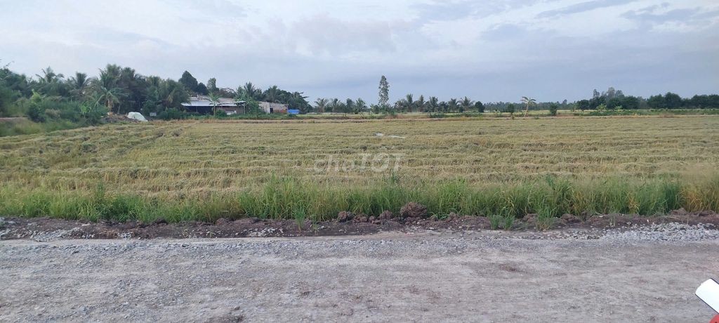 Bán 5 công đất.công tầm lớn - Ảnh 2