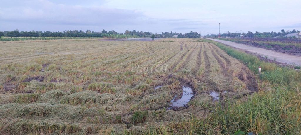 Bán 5 công đất.công tầm lớn - Ảnh 3