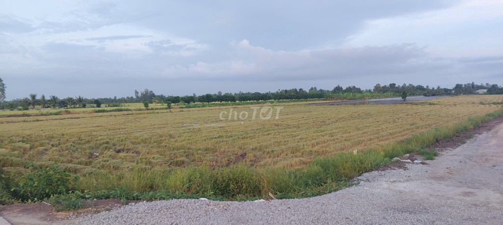 Bán 5 công đất.công tầm lớn - Ảnh 4