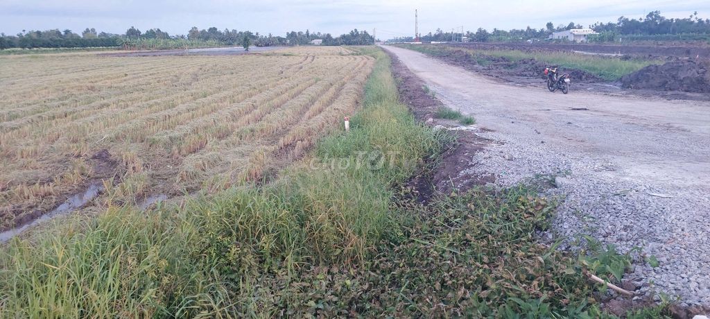 Bán 5 công đất.công tầm lớn - Ảnh 5
