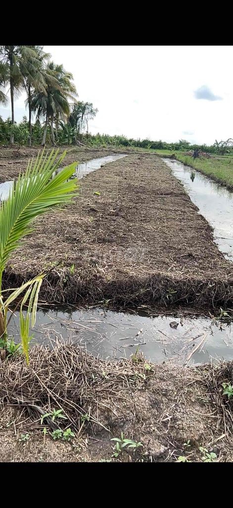 Bán 6500m đất vườn + ont cầu trắng - Ảnh 4