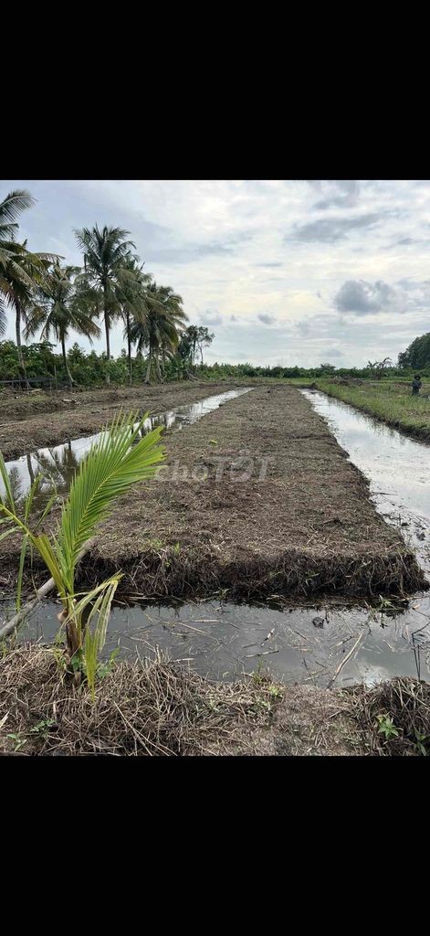 Bán 6500m đất vườn + ont cầu trắng - Ảnh 5