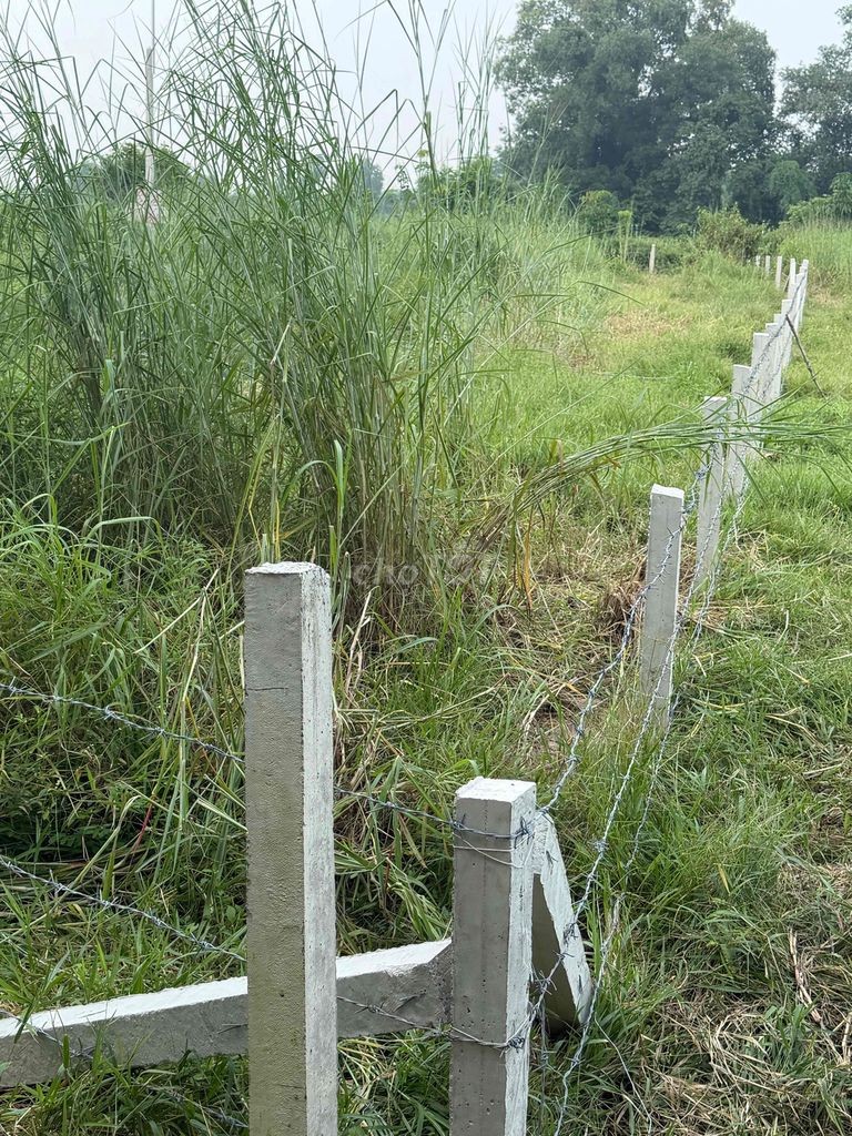 Bán Đất Giá Ngộp Giá Rẽ - Ảnh 3
