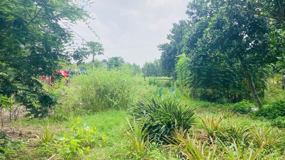📛 BÁN ĐẤT 1.500M2 P. PHƯỚC TÂN GẦN ĐƯỜNG VÕ CHÍ CÔNG - Ảnh 1