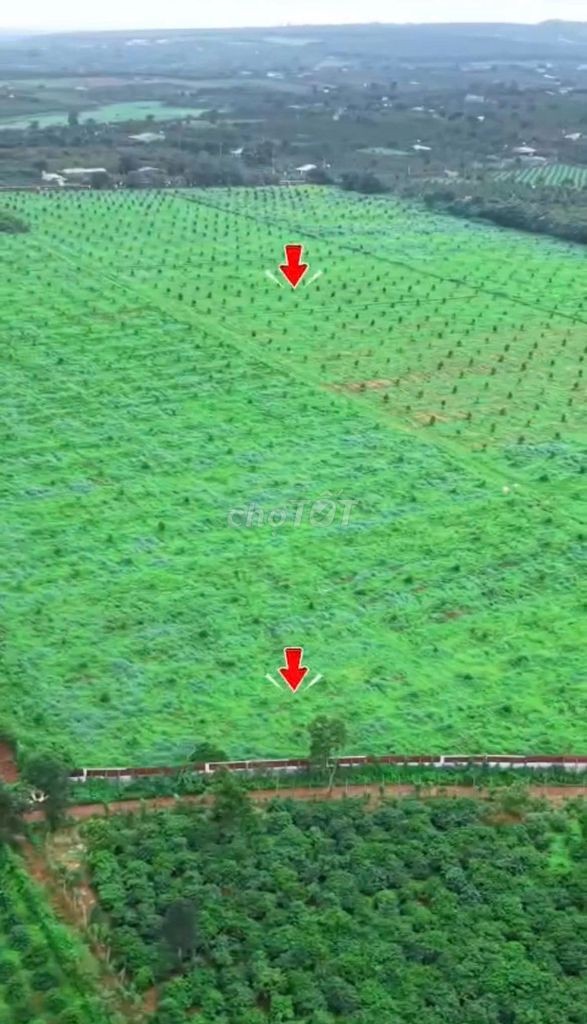 BÁN RẪY 18hecta SẦU RIÊNG TẠI IA TÔR, GIA LAI - SỔ HỒNG, VƯỜN THU HOẠCH - Ảnh 2