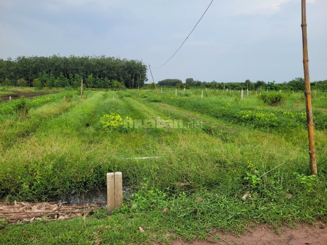 5x25 full thổ. Gần nông trường cao su Cầu Khởi. 195tr hết đất - Ảnh 5