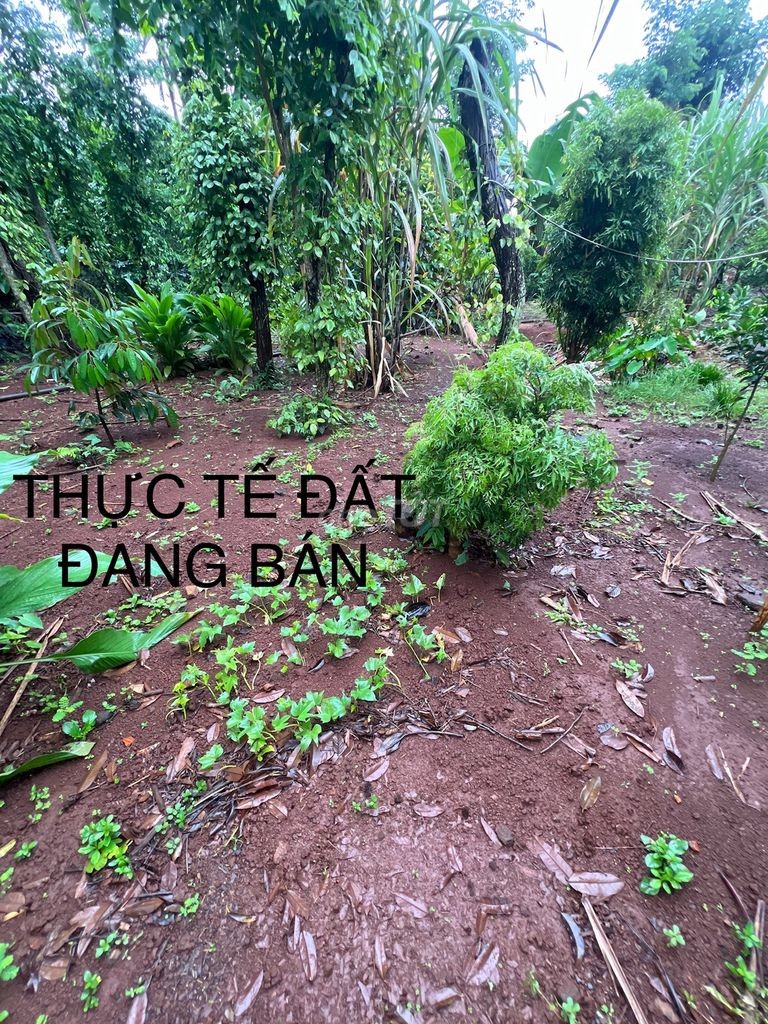 Đất thổ cư thôn 1 đạt lý, nay là phường Tân An, diện tích 12x40 - Ảnh 2