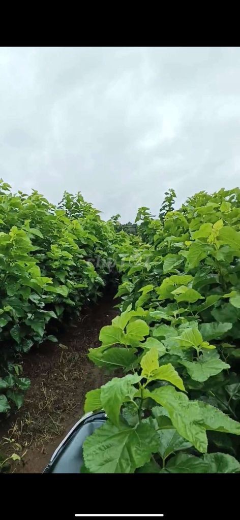 Cần bán vườn dâu - Ảnh 2