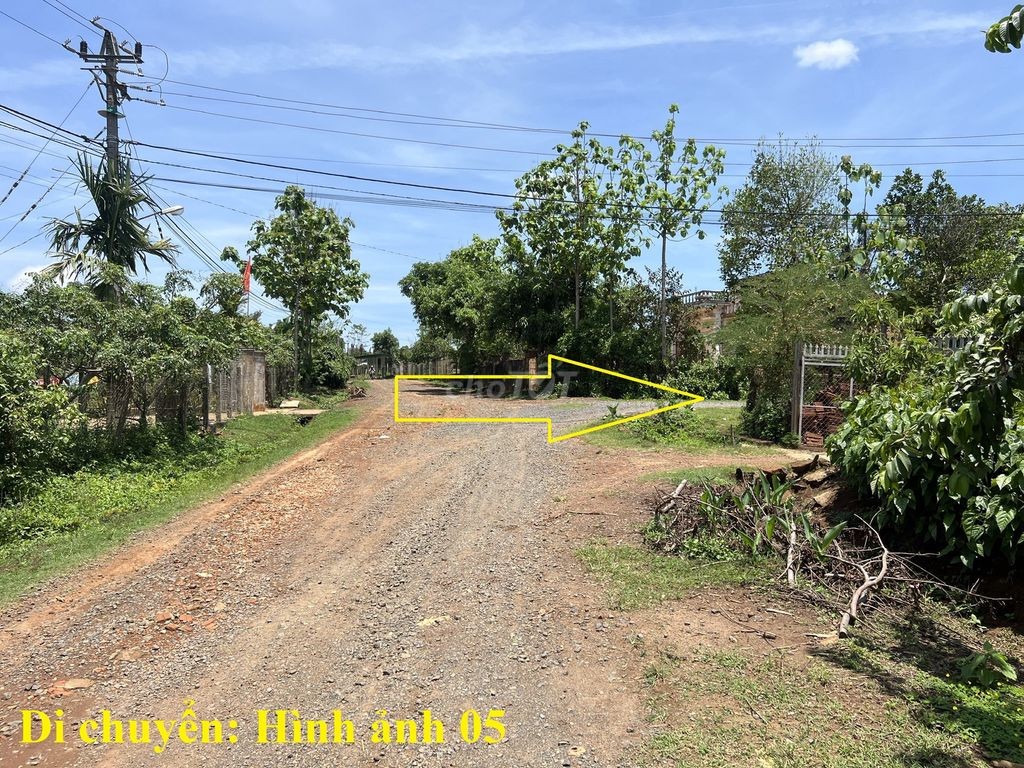 🌳 🌳 8 sào gỗ tếch tại Daklak 🌳 🌳 - Ảnh 9