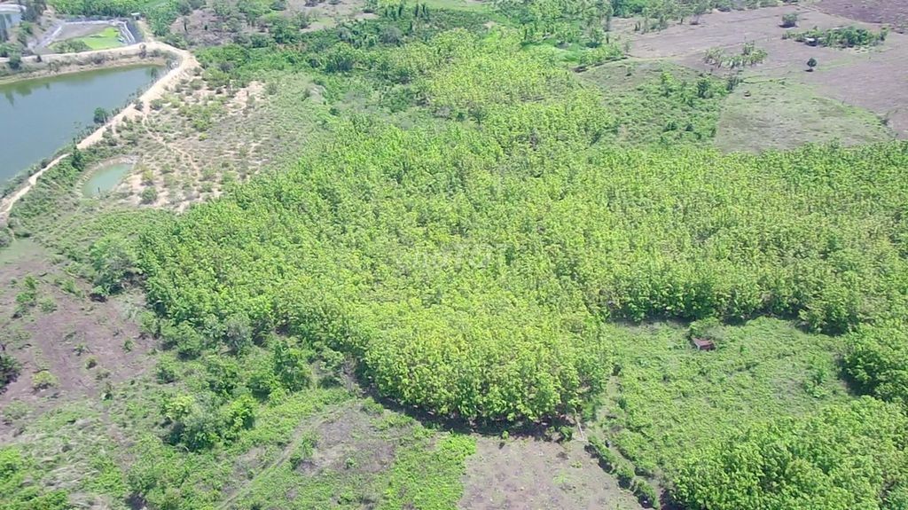 🌳 🌳 8 sào gỗ tếch tại Daklak 🌳 🌳 - Ảnh 12
