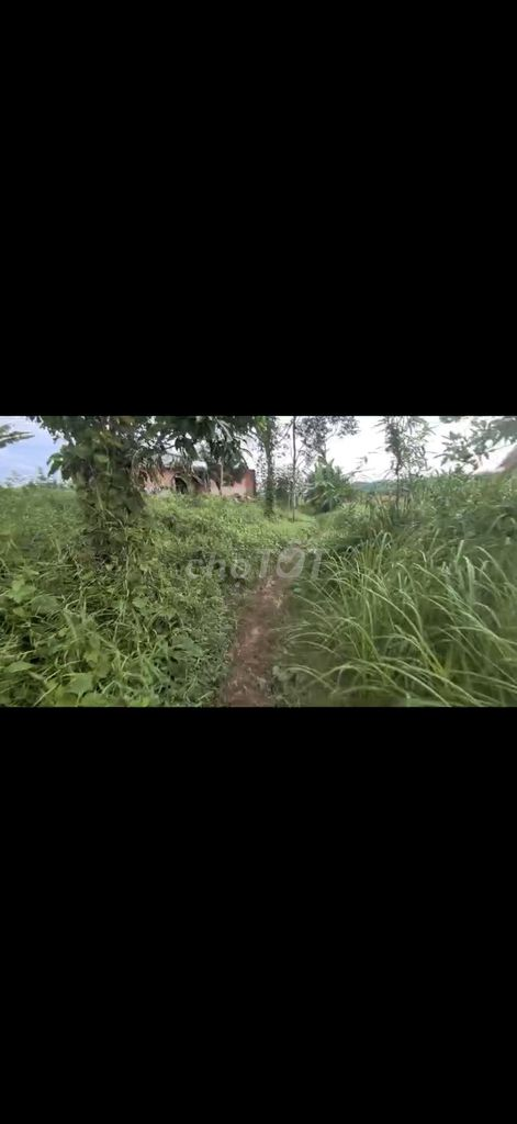 Bán Gấp đất view đẹp có suối,ngay hồ Đạ tẻh.Giá rẻ - Ảnh 9