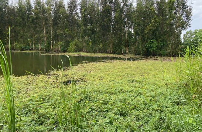 Bán 10.737m2 đất, quản lộ phụng hiệp, Phường Tân Thành, TP. Cà Mau - Ảnh 2