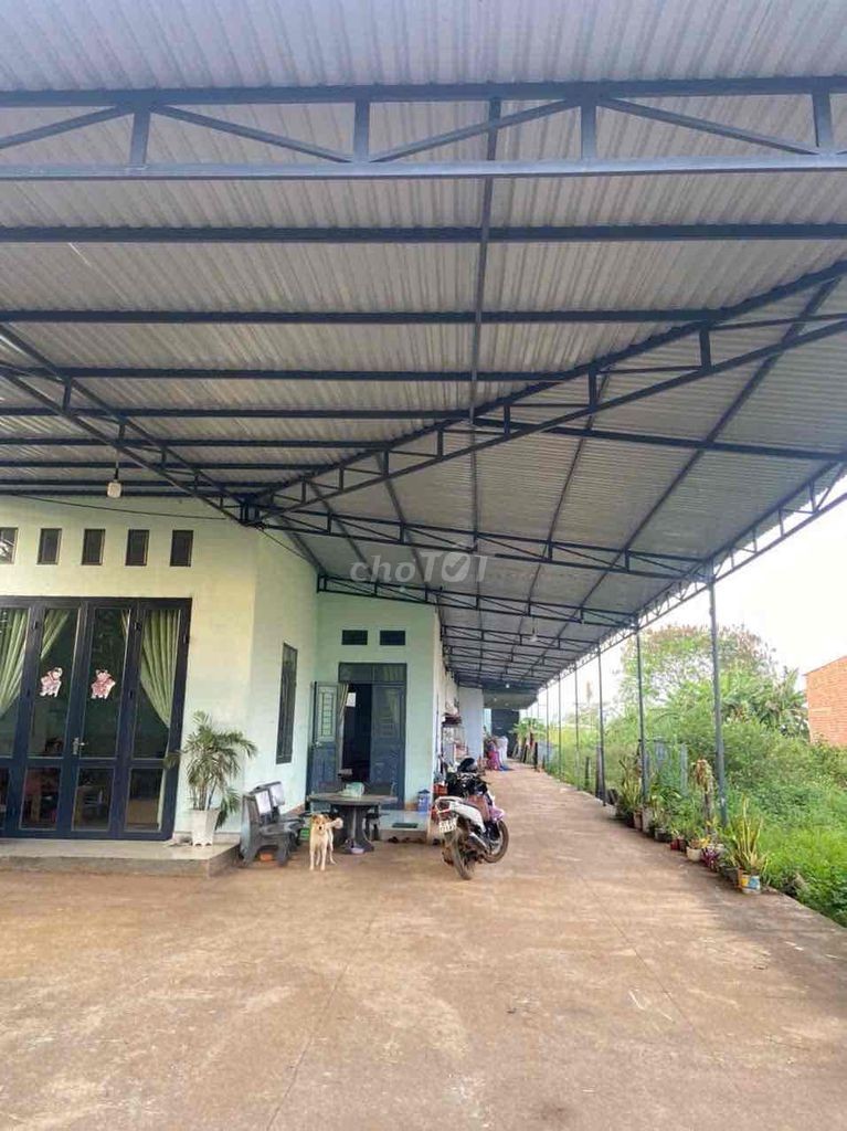 BÁN GẤP GIÁ RẺ,CÓ THÊM 1000m2 ĐẤT RUỘNG FULL giấy tờ. - Ảnh 1