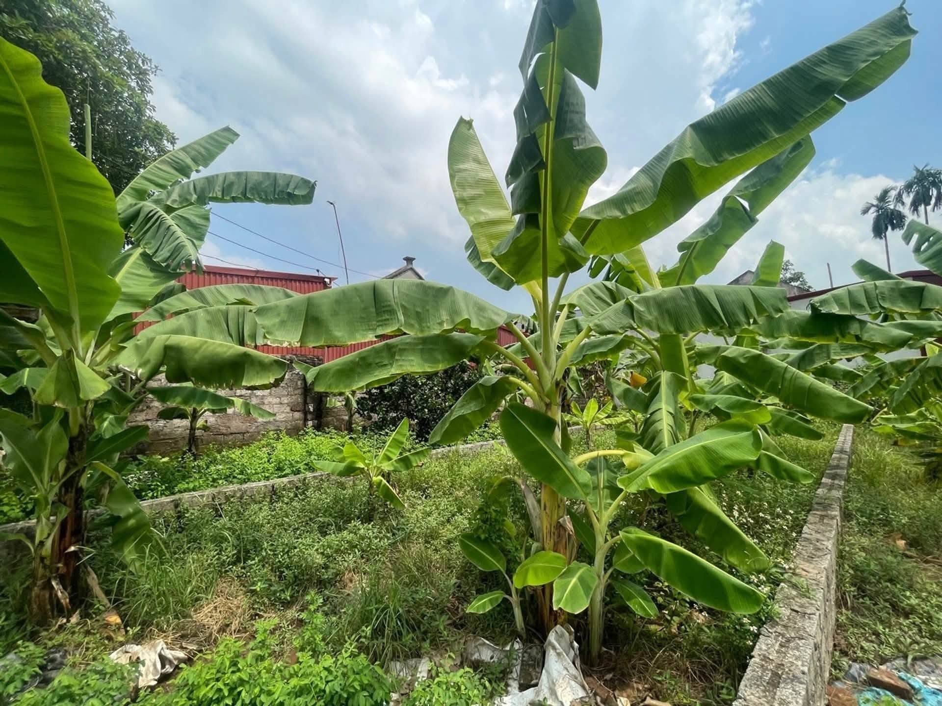 RUNG HOÀ, ĐỨC HỢP - Ô TÔ TRÁNH - Ảnh 1