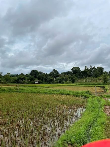Bán đất hẻm Lý Thường Kiệt, đường bê tông, khu dân cư, - Ảnh 1