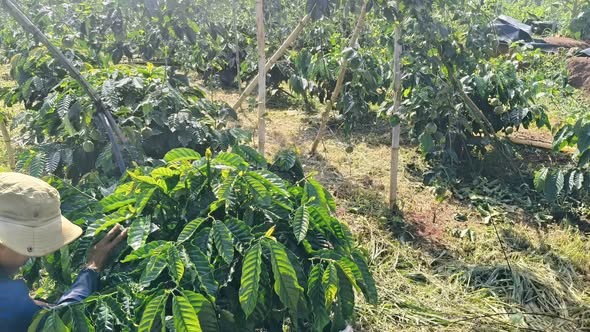 Chính chủ gửi bán 2ha cà phê thực tế,  Sổ được 1,8ha . - Ảnh 2