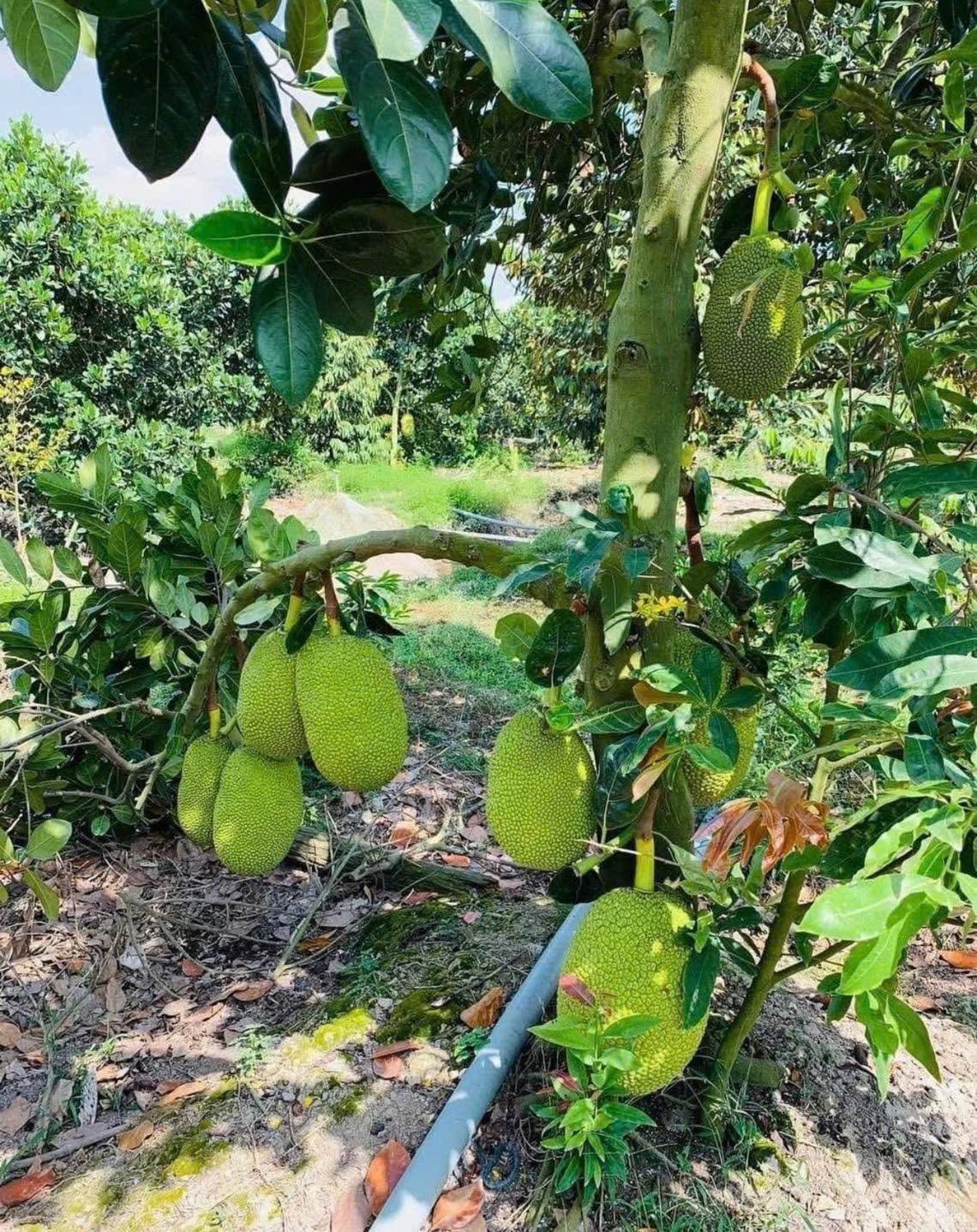 🌿 VƯỜN CÂY XANH MÁT – ĐƯỜNG BÊ TÔNG Ô TÔ TỚI TẬN ĐẤT – SỔ RIÊNG - Ảnh 2
