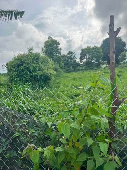 Đất Hẻm Bùi Viện phường An Phú, Khu dân cư, đất dài đẹp. - Ảnh 1