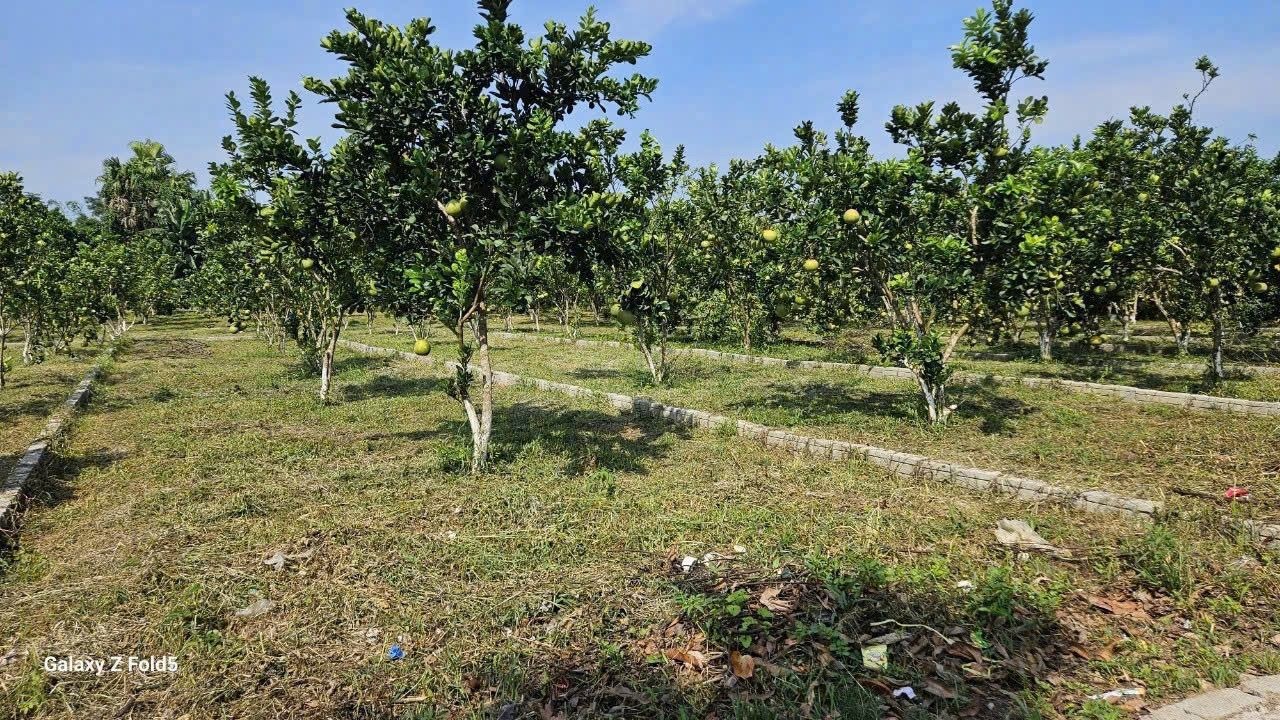 Chính chủ cần bán lô đất 177m2 đối diện KCN Bảo Hiệu giá chỉ từ 200tr