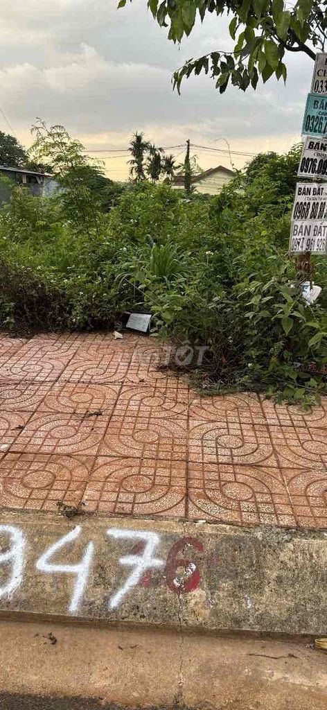 đất lê vụ - Ảnh 2
