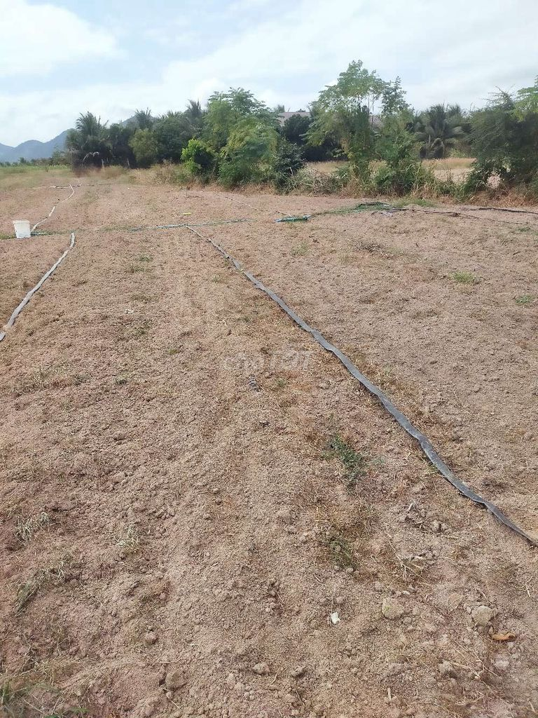 Bán gấp 6000m đất - Ảnh 3