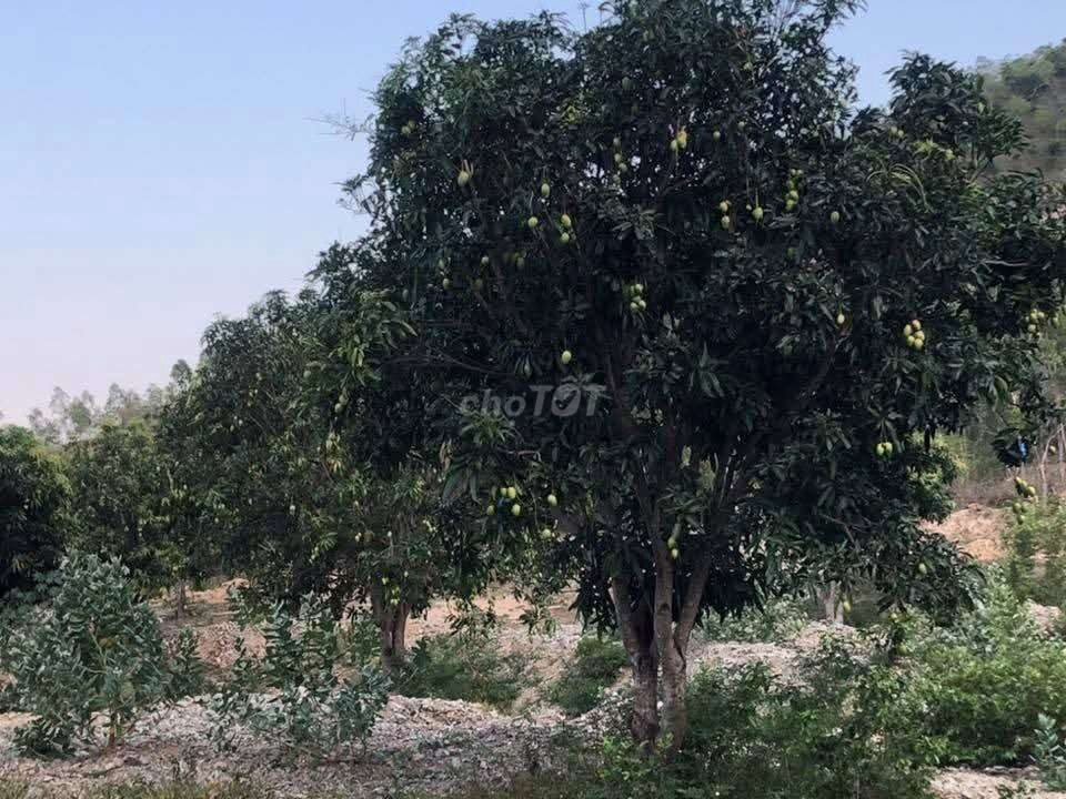 (Cách QL1A 800m-đối diện khu 2 Đô thị Vin)2,2 ha đất CLN P.Ba Ngòi - Ảnh 6
