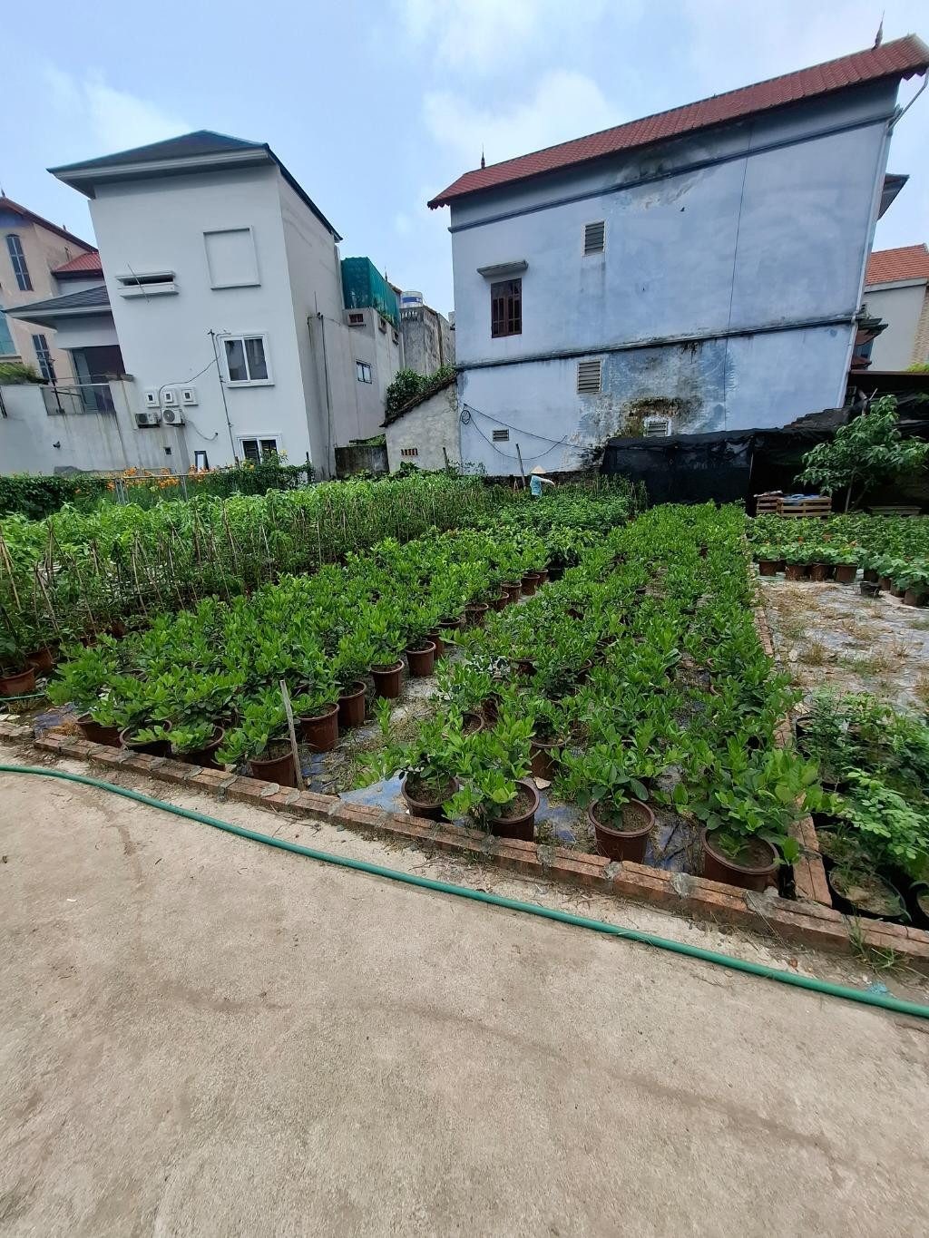 Bán đất Tân Tiến , Văn Giang , Hưng Yên - oto vào đất - Ảnh 1