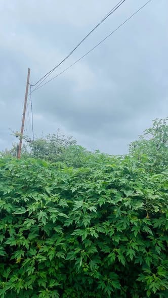 Cần bán đất đường Nguyễn Siêu - Ảnh 1