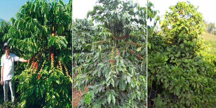 Bán vườn xoài 3,45ha giá rẻ 1,9 tỷ, xe tải tới đất, gần biển Nha Trang - Ảnh 1
