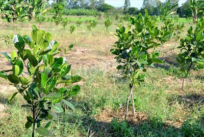 Bán vườn xoài 3,45ha giá rẻ 1,9 tỷ, xe tải tới đất, gần biển Nha Trang - Ảnh 3