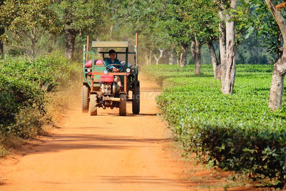 Bán vườn xoài 3,45ha giá rẻ 1,9 tỷ, xe tải tới đất, gần biển Nha Trang - Ảnh 5
