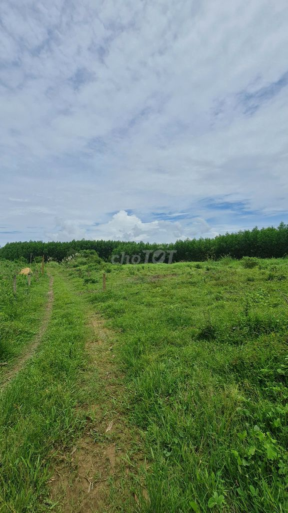 Bán 5.700m2 đất trồng cây ven sông - 1 tỷ - Ảnh 1