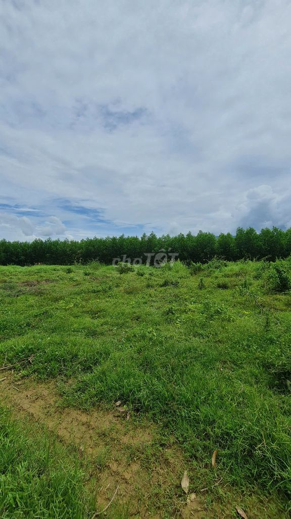 Bán 5.700m2 đất trồng cây ven sông - 1 tỷ - Ảnh 4